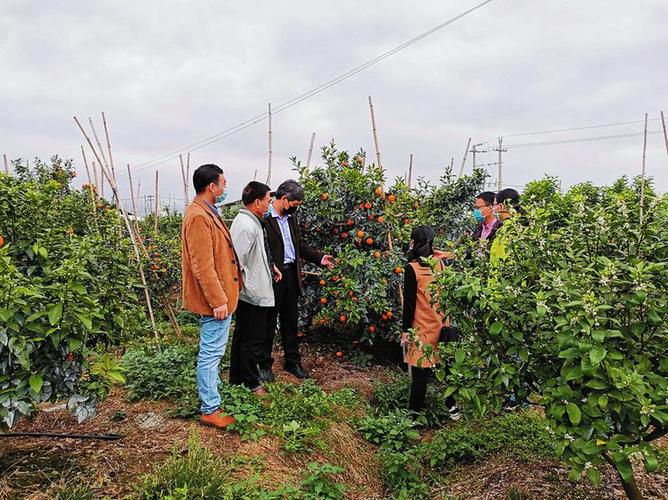 科技局组织专家到上林县广西联翔农业公司开展沃柑种植技术指导和服务